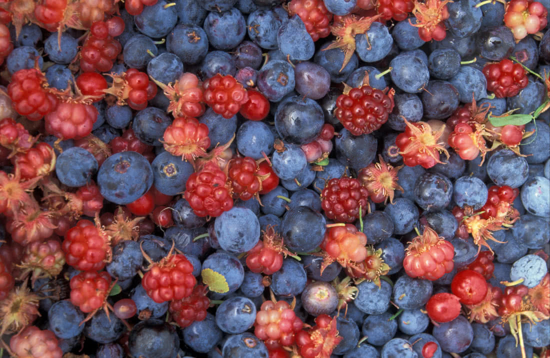 Alaska wild berries