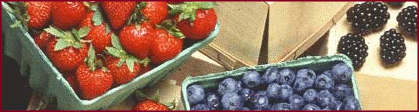 berries banner