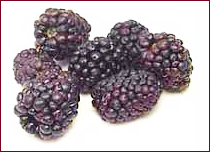 berries black