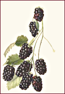 blackberry 4