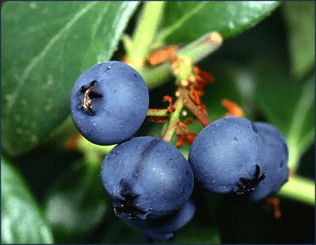 blueberries on plant