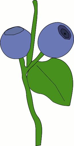 blueberry on stem