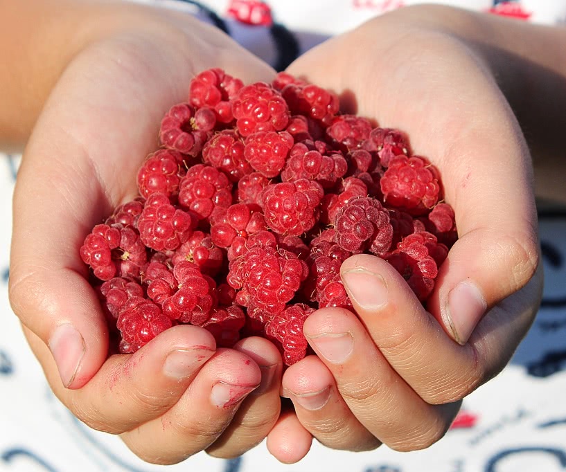 raspberries in hands