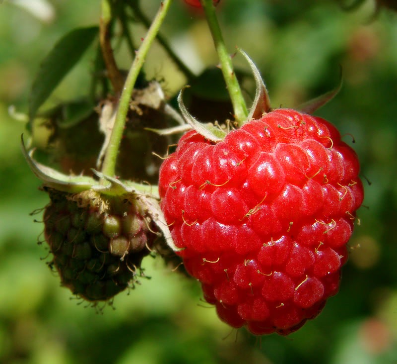 raspberry ripening