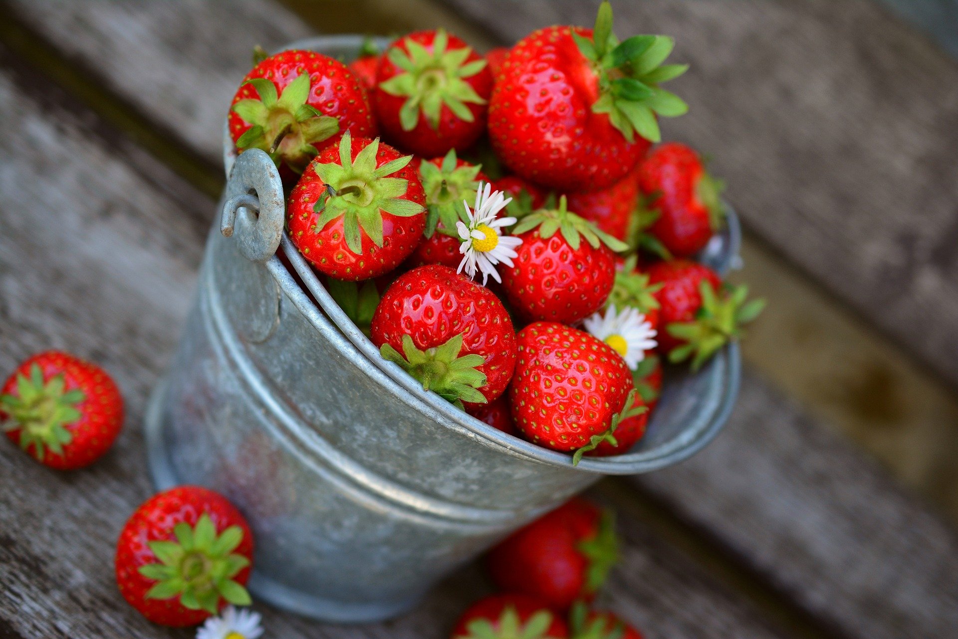 strawberries-in-bucket