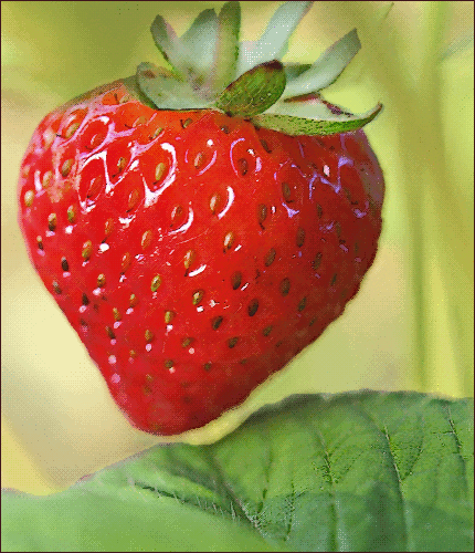 strawberry 08
