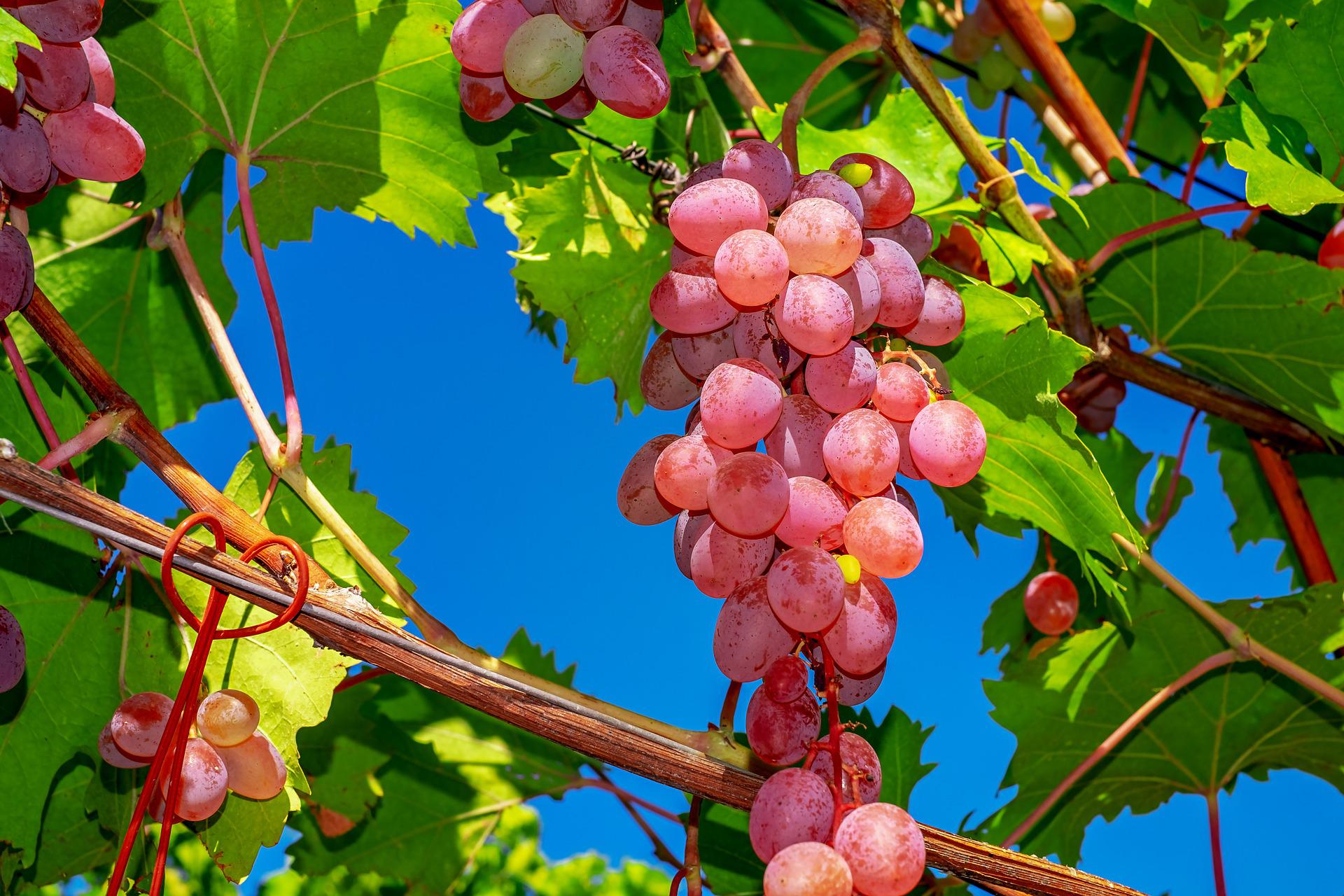 grapes-on-vine-desktop