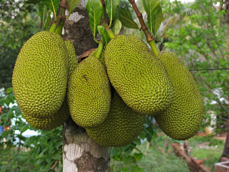 jackfruit in tree 2