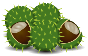 chestnuts clipart