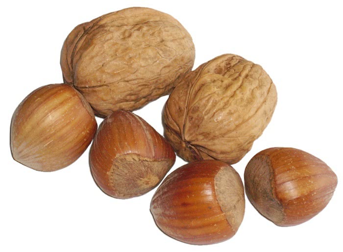 two walnuts and four hazelnuts