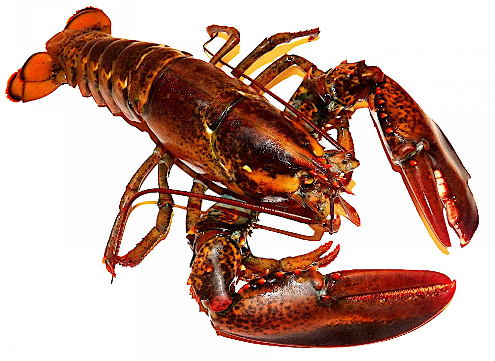 lobster isolated