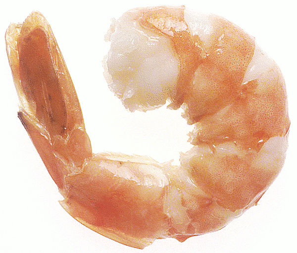 Humongous Shrimp