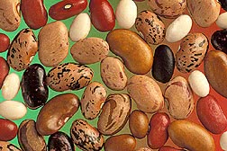 bean variety