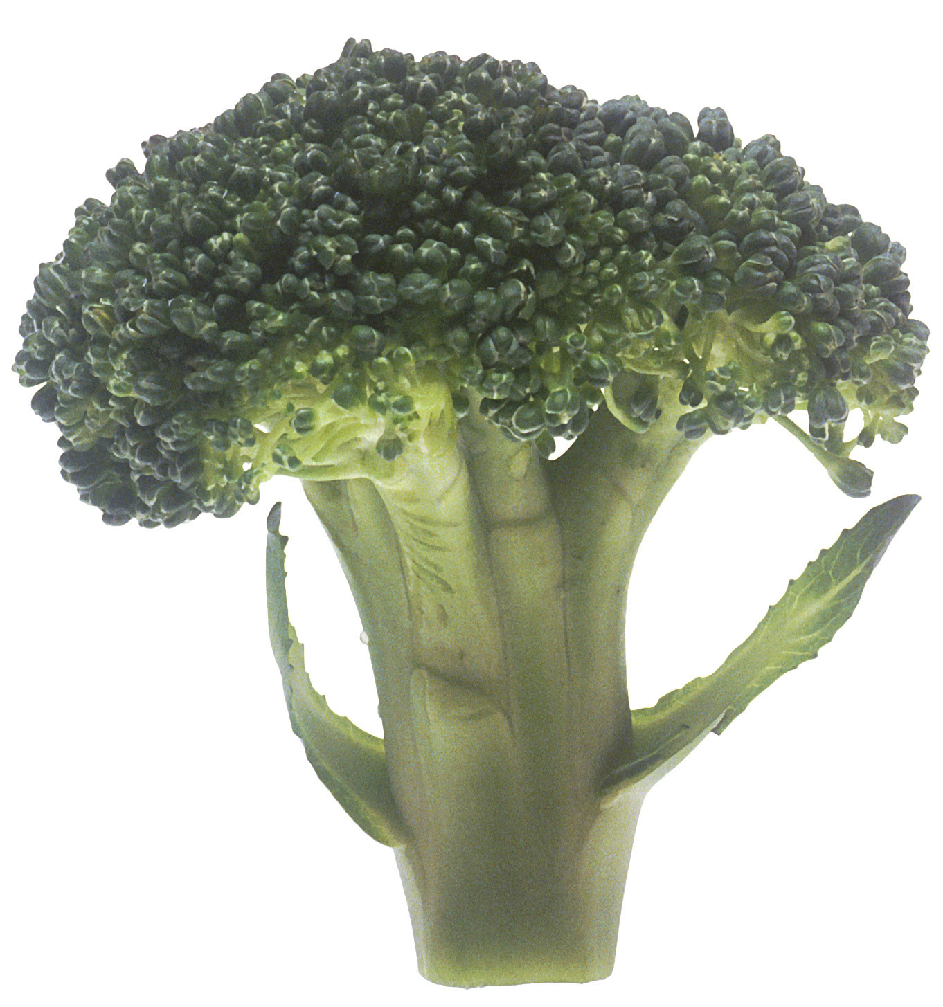 broccoli large