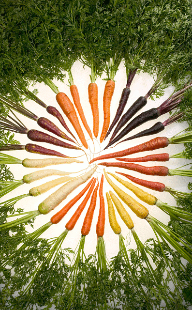 carrots of many colors