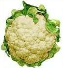 cauliflower 1