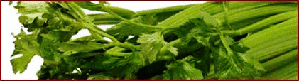 celery banner