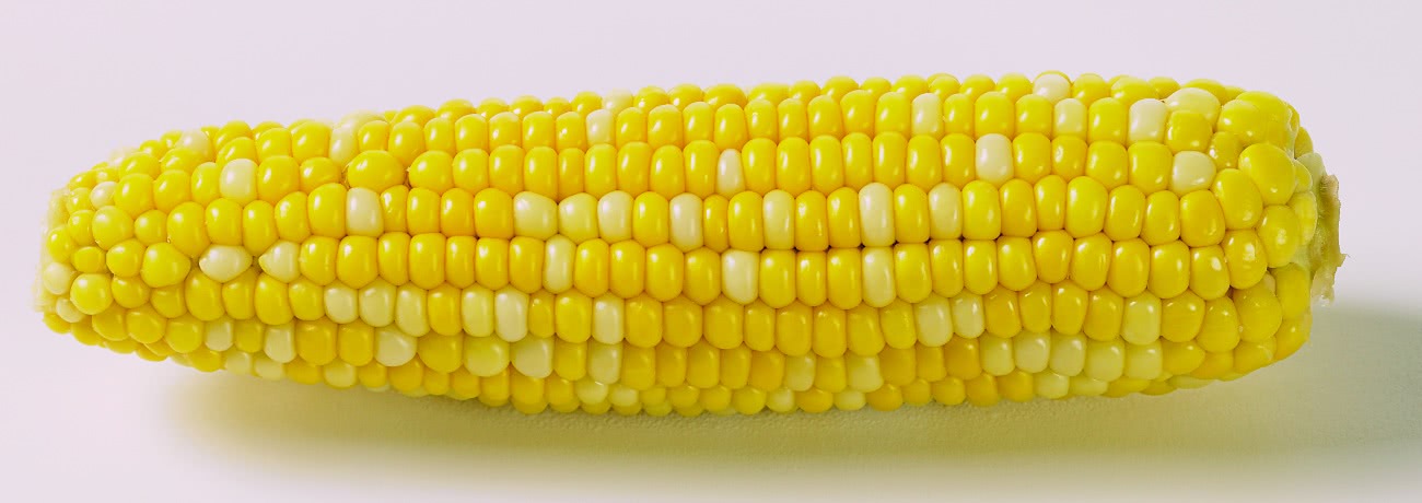 bicolor corn