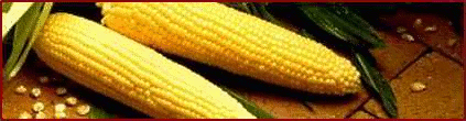 corn banner
