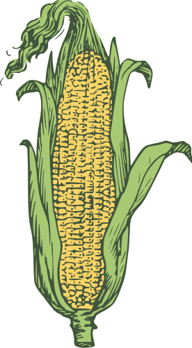 ear of corn colorized