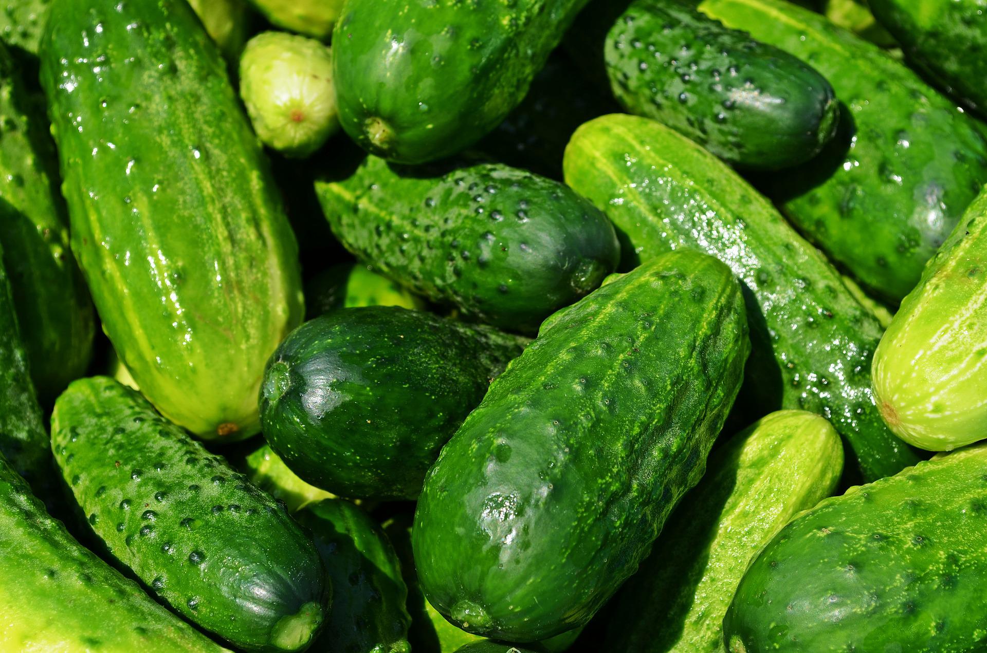 cucumbers-pickling