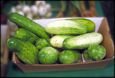 cucumbers 2