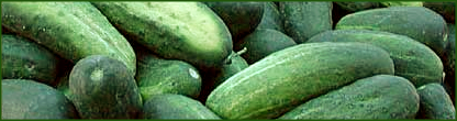 cucumbers banner