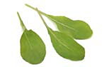 lettuce arugula