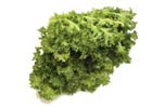 lettuce chicory