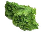 lettuce looseleaf