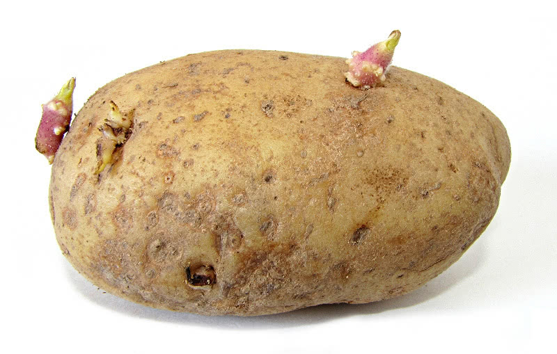 potato with sprouts