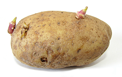 potato with sprouts small