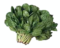 spinach bunch