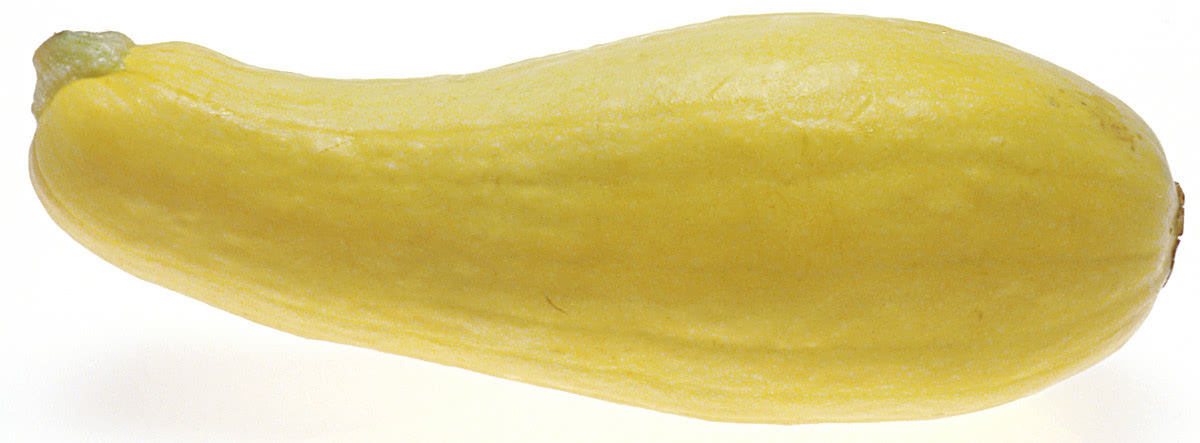 squash yellow large