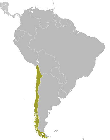 Chili location