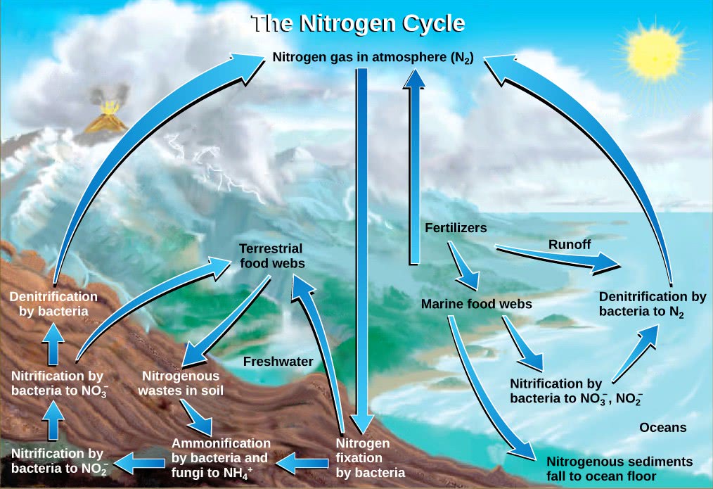 Nitrogen cycle USGS