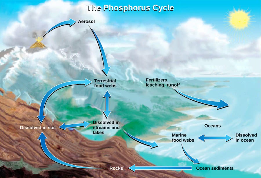 Phosphorus cycle USGS