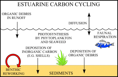 estuarine carbon cycle