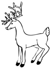 reindeer with antlers BW