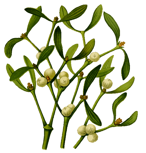 Mistletoe branch