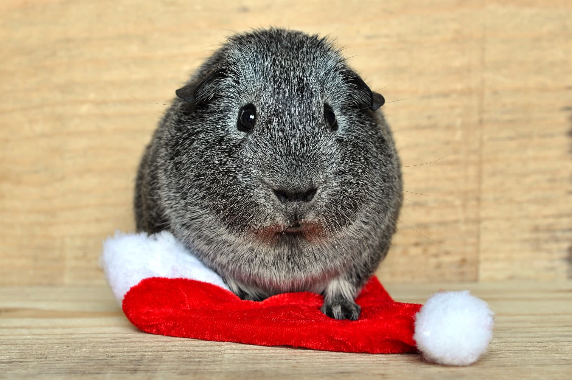 guinea pig Christmas