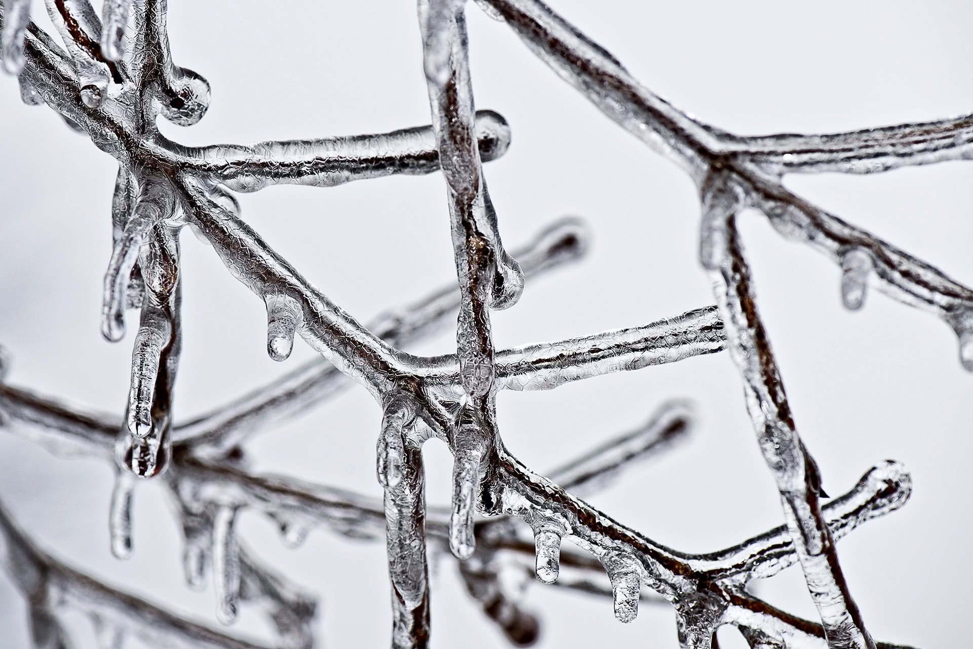ice branches