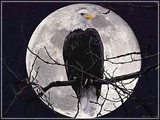 eagle perched in front of moon