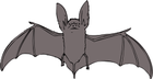 more_bats/