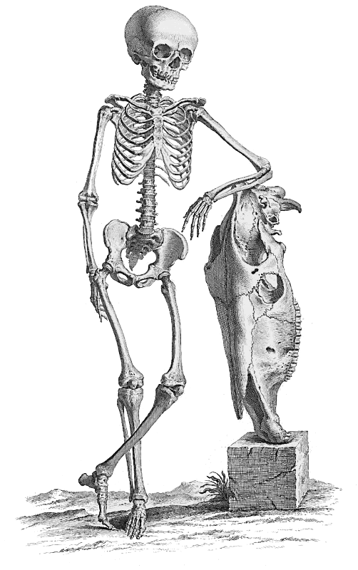 casual skeleton