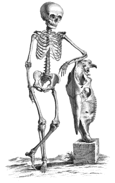 casual skeleton BW