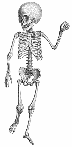 child skeleton BW