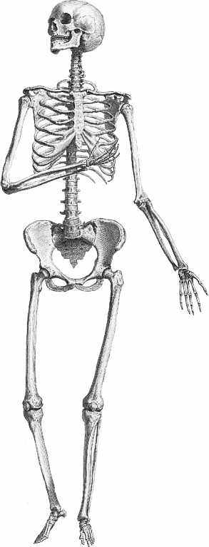 sincere skeleton