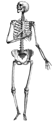 sincere skeleton BW