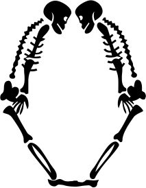 skeleton O